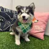 Soledad Pomsky 03