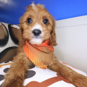 Strider Cavapoo 01 Strider Cavapoo 01