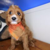 Strider Cavapoo 03