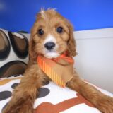 Strider Cavapoo 03