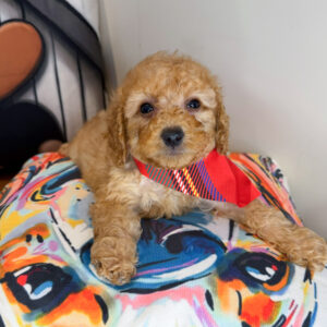 Taco Cavapoo 01 Taco Cavapoo 01