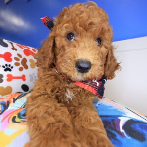 Talon Goldendoodle 01 Talon Goldendoodle 01