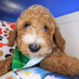 Tiger Goldendoodle 01