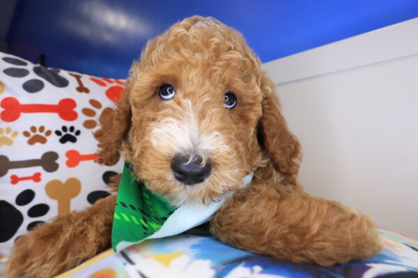 Tiger Goldendoodle 01