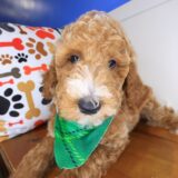 Tiger Goldendoodle 02