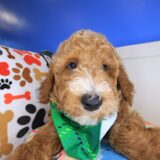 Tiger Goldendoodle 03
