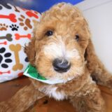 Tiger Goldendoodle 04