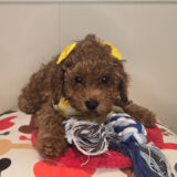 Tinks Poodle 01