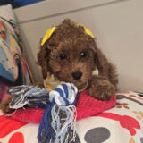 Tinks Poodle 02