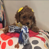 Tinks Poodle 03
