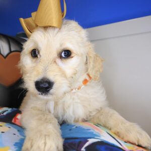 Tizzy Goldendoodle 01 Tizzy Goldendoodle 01