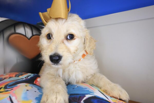 Tizzy Goldendoodle 01
