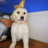 Tizzy Goldendoodle 02