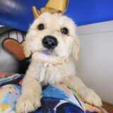 Tizzy Goldendoodle 03