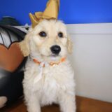 Tizzy Goldendoodle 04