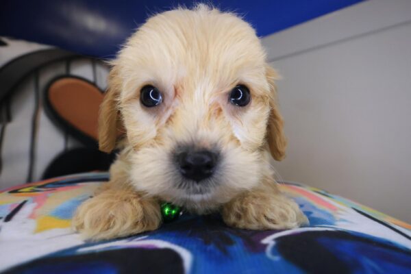 Tommy Cavapoo 01