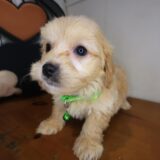 Tommy Cavapoo 02