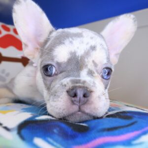 Ursula French Bulldog 01