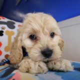 Venti Cockapoo 01