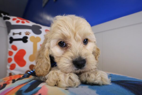 Venti Cockapoo 01