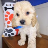 Venti Cockapoo 02