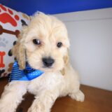 Venti Cockapoo 03