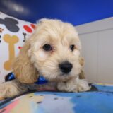 Venti Cockapoo 04
