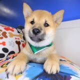 Vortex Shiba Inu 01