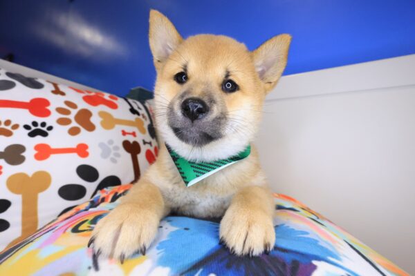 Vortex Shiba Inu 01