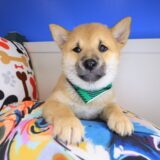 Vortex Shiba Inu 03