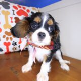 Wallace Cavalier King Charles Spaniel 01