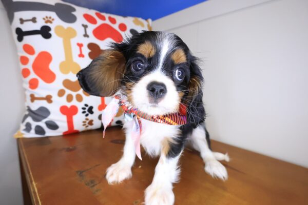 Wallace Cavalier King Charles Spaniel 01