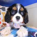 Wallace Cavalier King Charles Spaniel 02