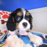 Wallace Cavalier King Charles Spaniel 03