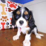 Wallace Cavalier King Charles Spaniel 04