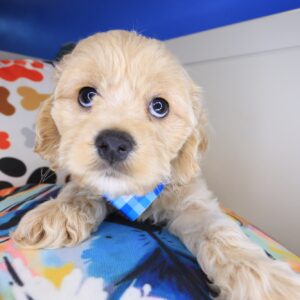 Walter Cockapoo 01 Walter Cockapoo 01