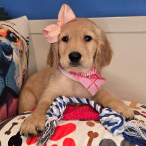 Wendy Golden Retriever 01 Wendy Golden Retriever 01