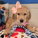 Wendy Golden Retriever 02