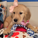 Wendy Golden Retriever 04