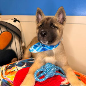 Xenon Akita 01 Xenon Akita 01