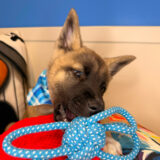 Xenon Akita 03