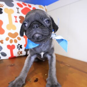 Yankees Pug 01 Yankees Pug 01