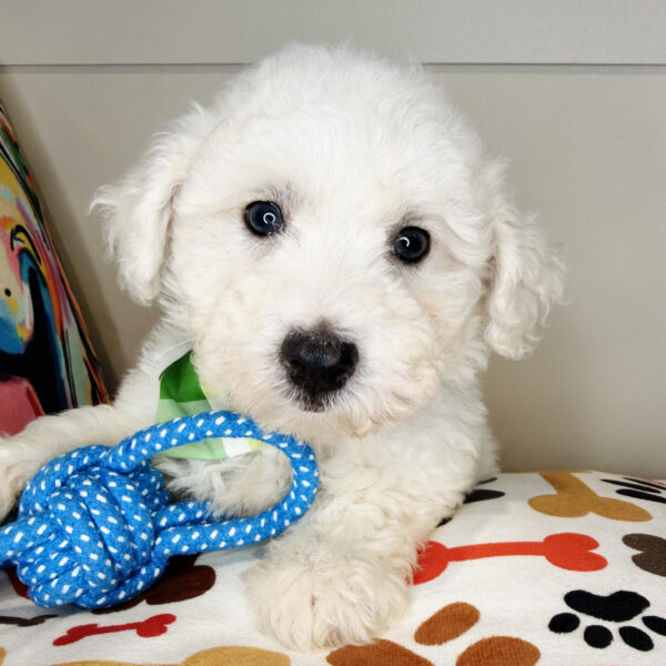 Yogi Maltipoo 01