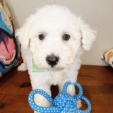 Yogi Maltipoo 02