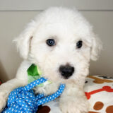 Yogi Maltipoo 03