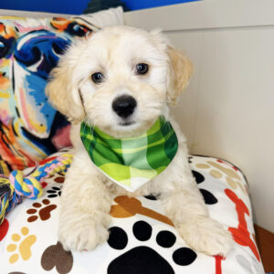 Zack Maltipoo 01 Zack Maltipoo 01
