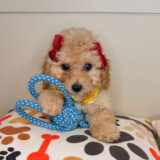 Zeb Poodle 01