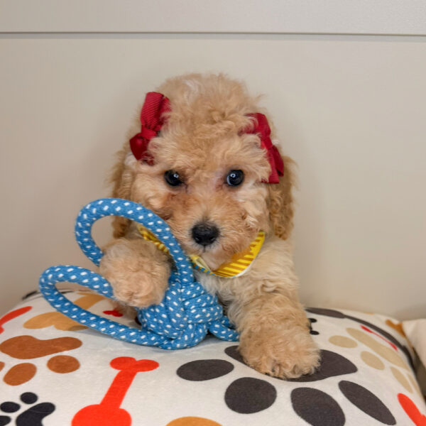Zeb Poodle 01