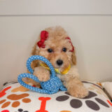 Zeb Poodle 03