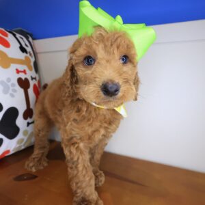 Zest Goldendoodle 01 Zest Goldendoodle 01